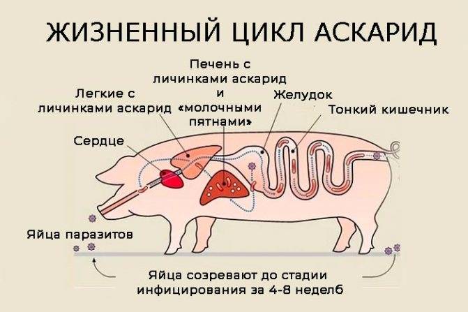 Глисты у свиней и поросят: уколы и таблетки от глистов