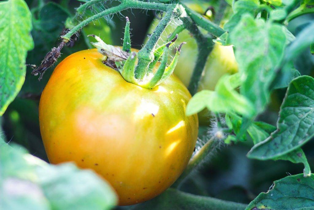 Томат андромеда (f1, золотая, розовая): характеристика и описание сорта, фото помидоров, отзывы огородников