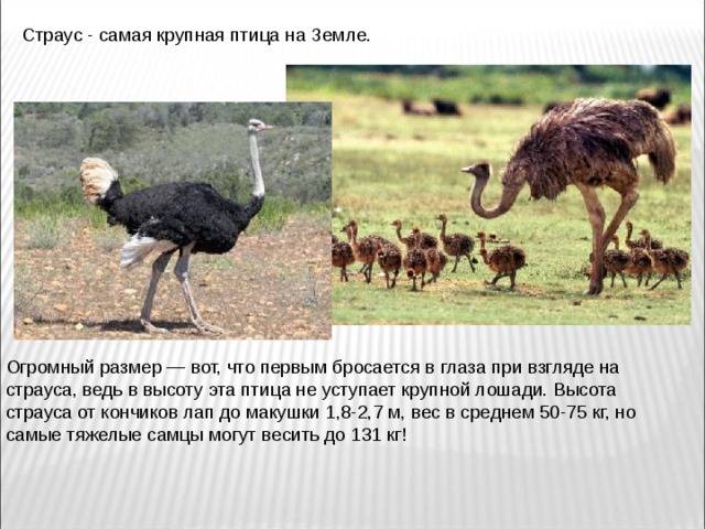 Каких размеров и сколько в среднем весит страус?