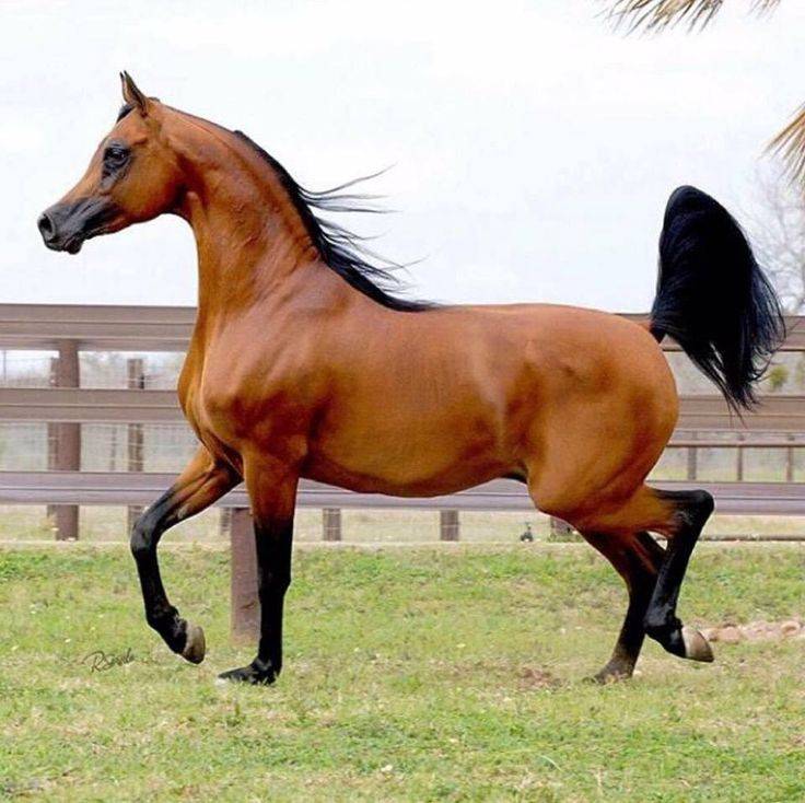 Арабская лошадь: происхождение породы, разновидности, особенности