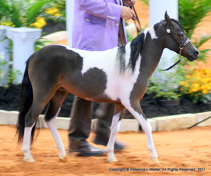 ᐉ самая маленькая лошадь в мире - zooon.ru
