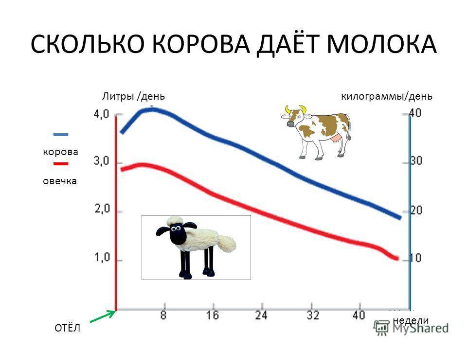 Сколько молока дает корова: максимальное количество молока за одну дойку в литрах после первого отела айширской или бразильской породы