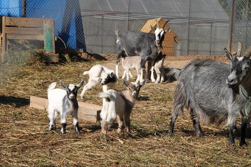 Камерунская коза: особенности породы, условия содержания, преимущества и недостатки