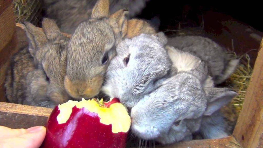 Можно ли кормить кроликов яблоками?