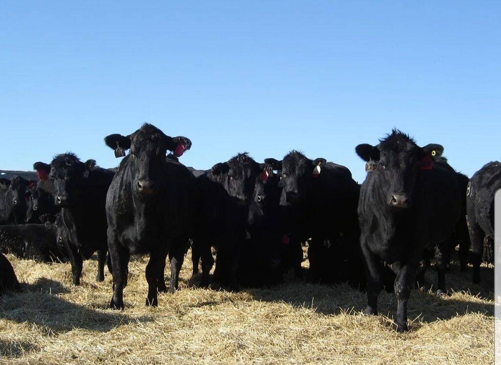 Порода коровы «абердин-ангусская»: особенности ухода и продуктивность