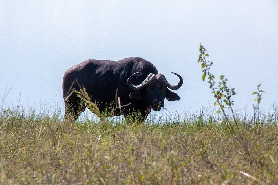 Где обитают и живут буйволы: выращивание домашних быков