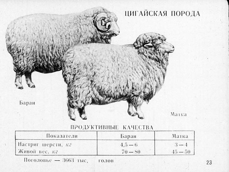Цигайская порода овец: характеристика и советы по содержанию