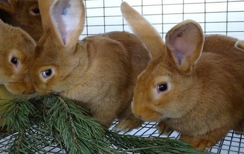 Хвойные ветки в зимнем рационе кроликов