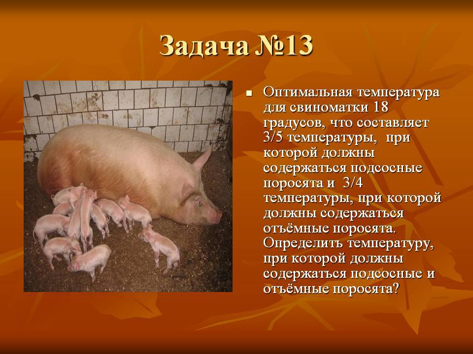 Нормы поения свиней — свиноводство -> кормление свиней