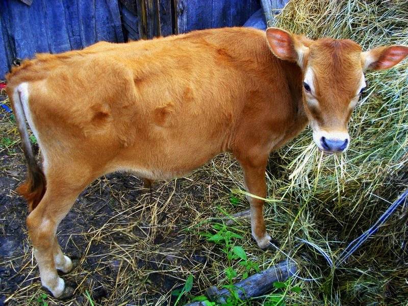 Джерсейская порода коров: история возникновения и характеристика, плюсы и минусы содержания