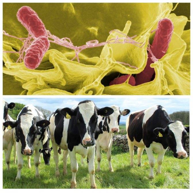 Колибактериоз телят - болезни коров