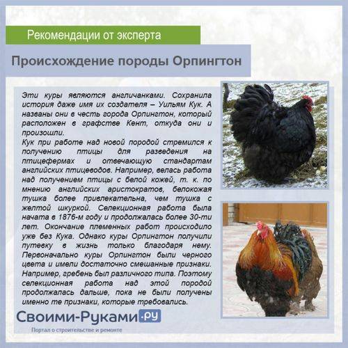 Описание породы кур орпингтон: виды и характеристика