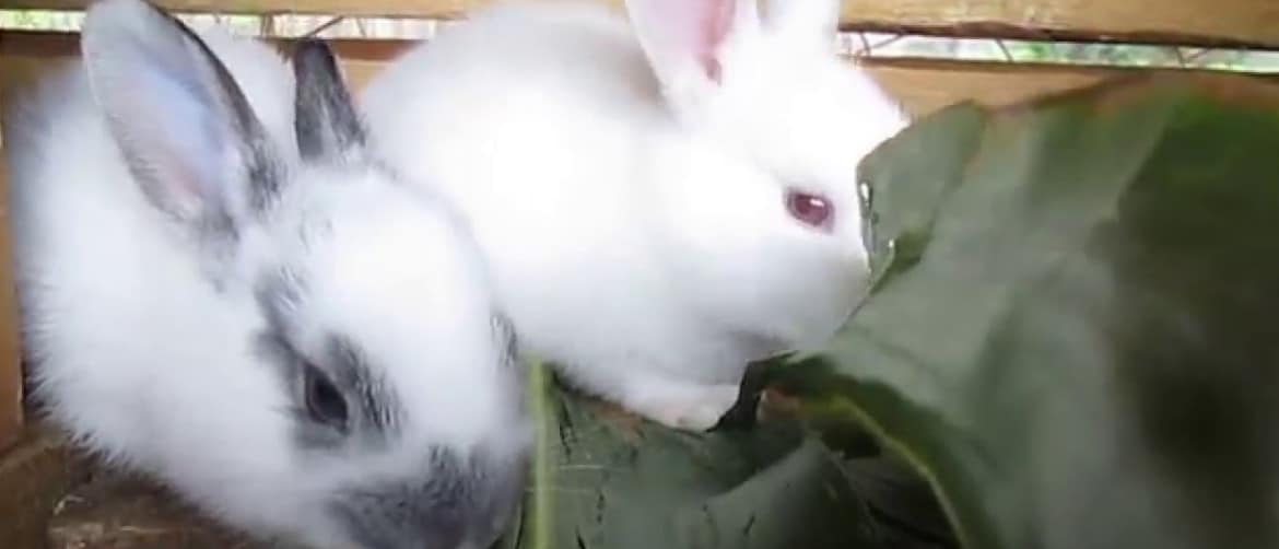 Можно ли кормить кролика кукурузой