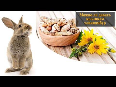 ᐉ можно ли давать кроликам топинамбур и его листья? - zooon.ru