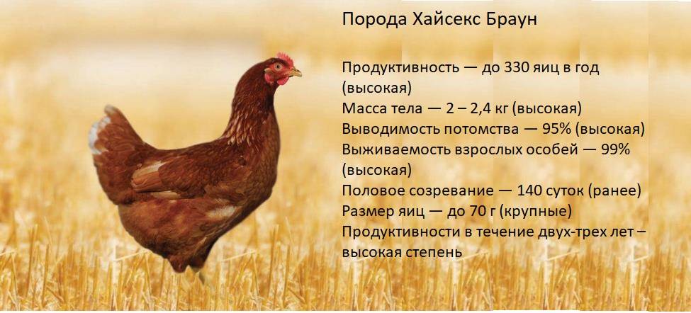 ᐉ порода кур хайсекс уайт: описание и характеристики - zooon.ru