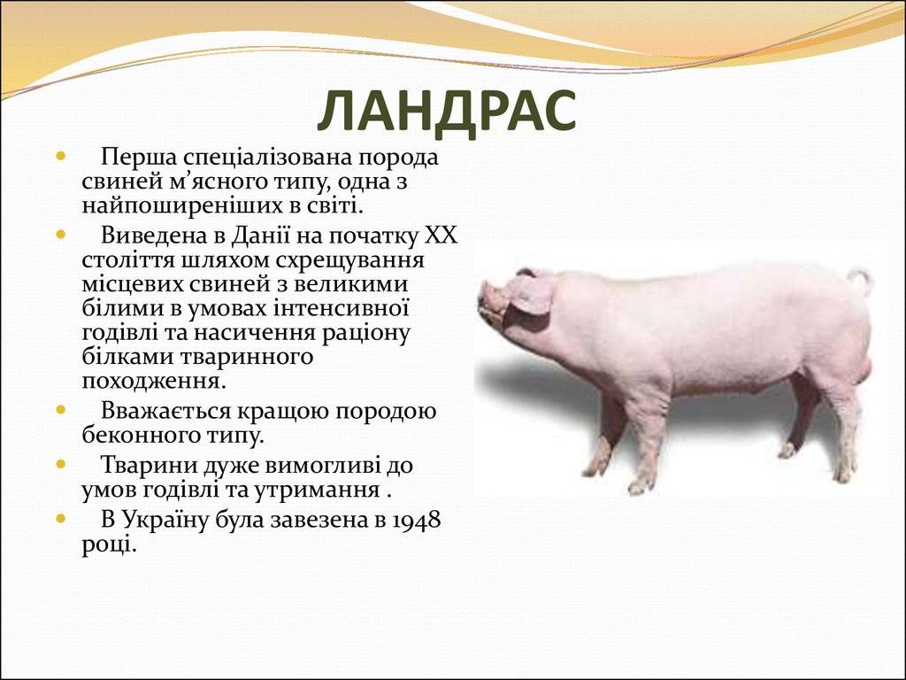 Ландрас — порода свиней: характеристика, описание, кормление и уход