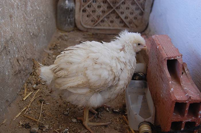Кокцидиоз у кур: симптомы и лечение у цыплят и бройлеров с фото