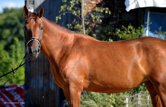 Будённовская порода лошадей: характеристика, типы, использование