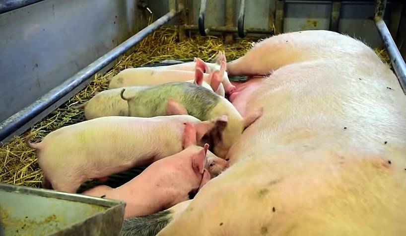 Беременность свиньи: сколько длится и как протекает