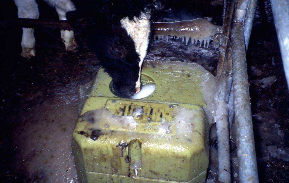 Содержание крс | нормы водоснабжения коров