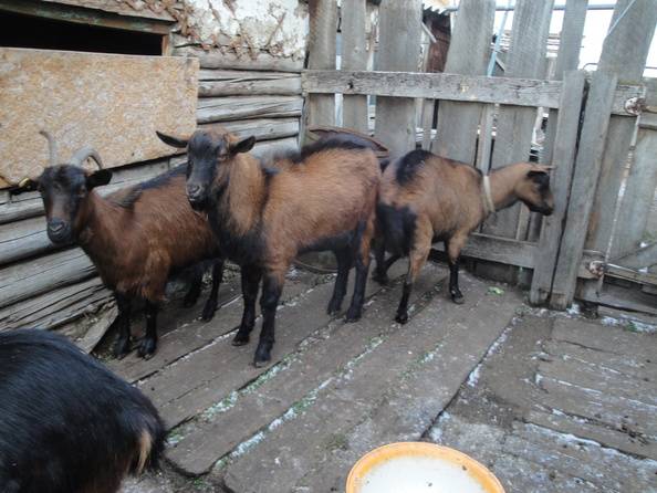 Чешские козы: описание породы и как выглядят?