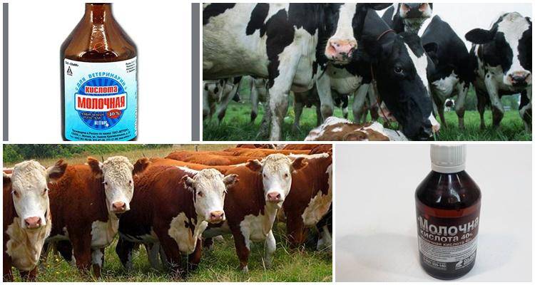 Ветеринарный препарат молочная кислота — инструкция и особенности применения