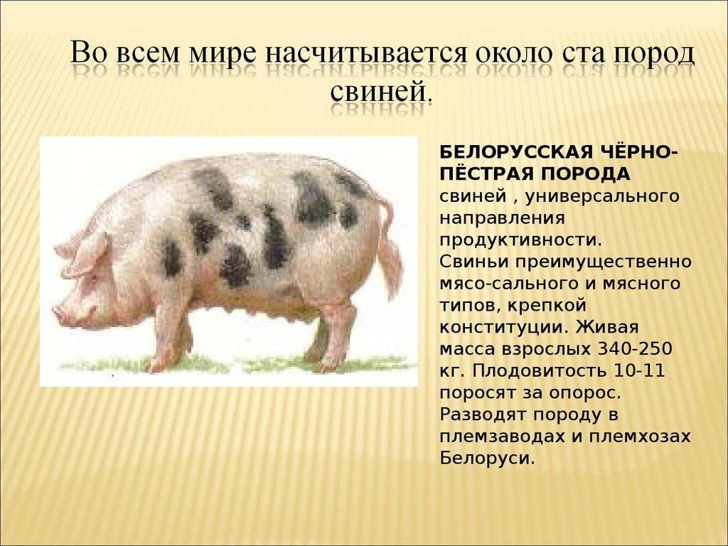 Характеристики продуктивности популярных мясных пород свиней