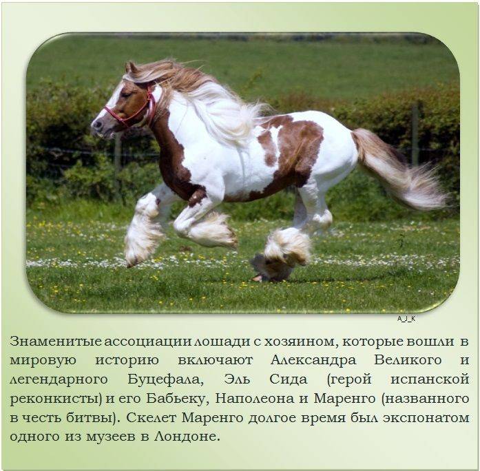 Интересные факты о лошадях: конный спорт, необычные полицейские