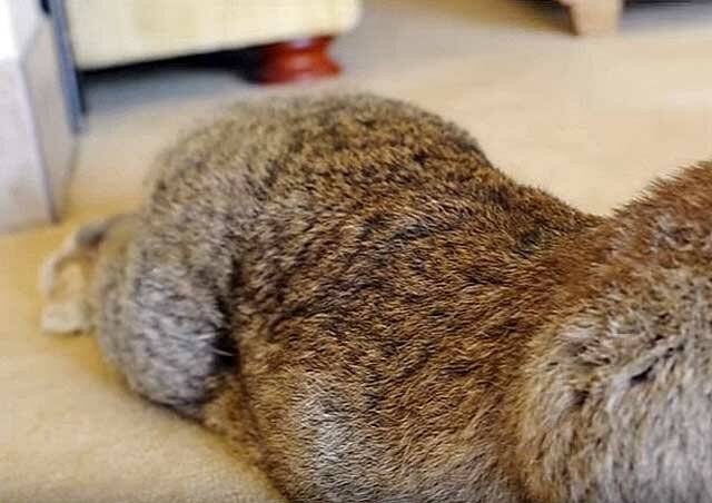 Лапка кролика: какие могут быть проблемы с конечностями, и их причины