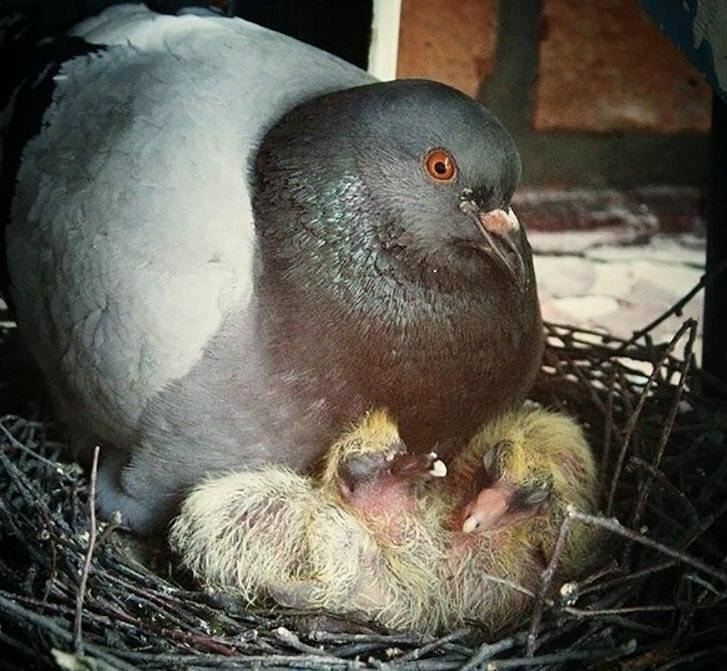 Как выглядят птенцы голубей: фото и видео обзор