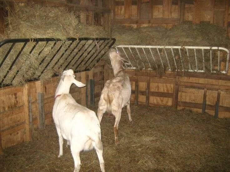 ✅ сколько сена надо козе на зиму в тюках, на один день - tehnoyug.com