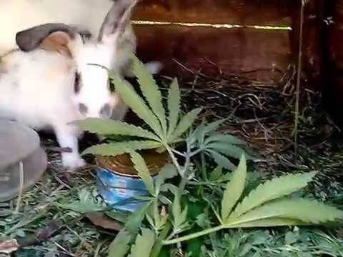ᐉ ядовитые растения и травы для кроликов - zooon.ru