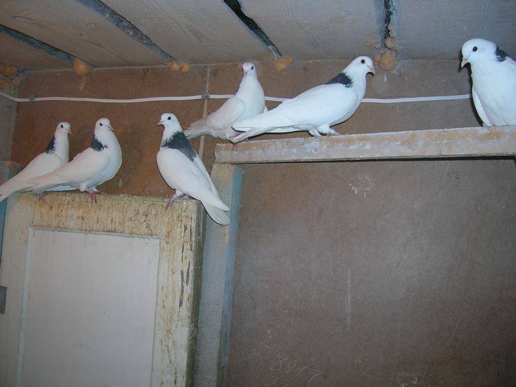 Характеристика торцовых голубей и их разновидностей с описанием стиля полета