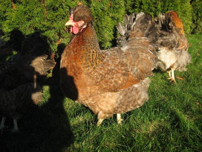 Русская хохлатая порода кур – описание, фото, отзывы
