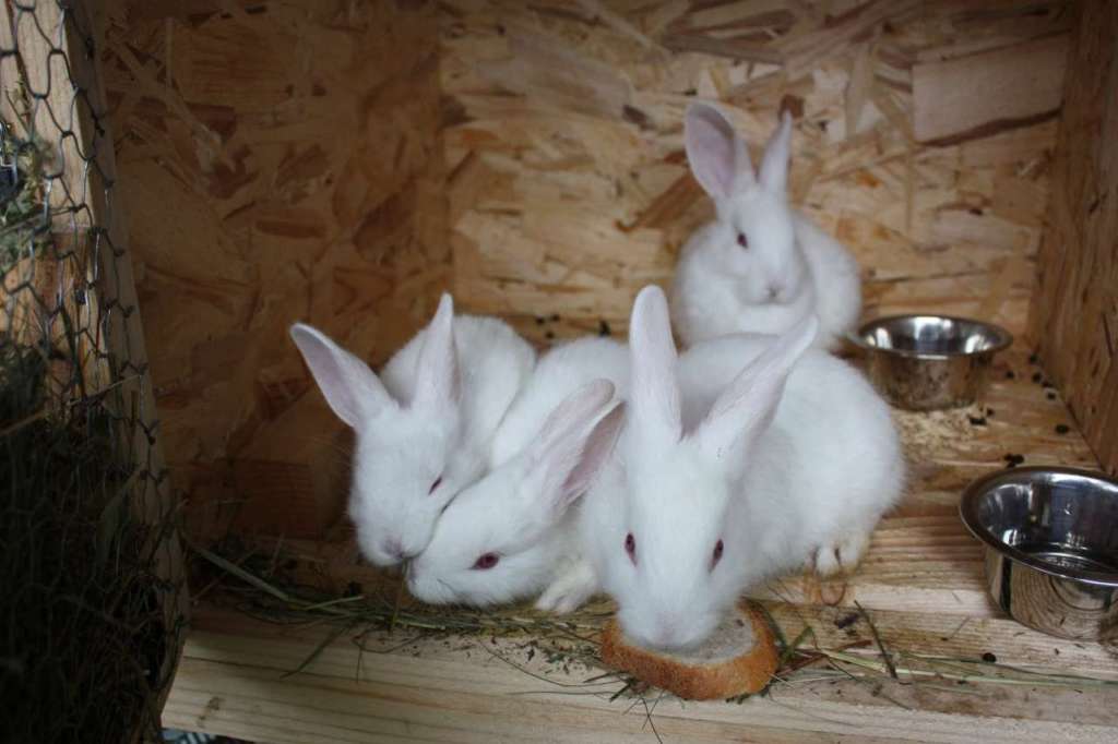 Порода кроликов белый паннон характеристика