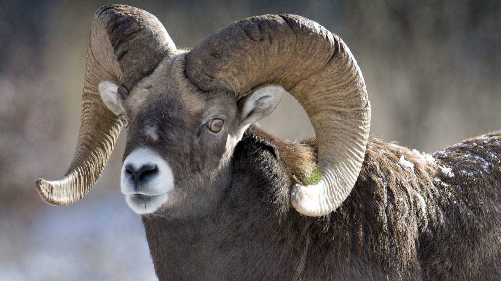 Баран - образ жизни, среда обитания, выращивание и уход за овцами и баранами (100 фото)