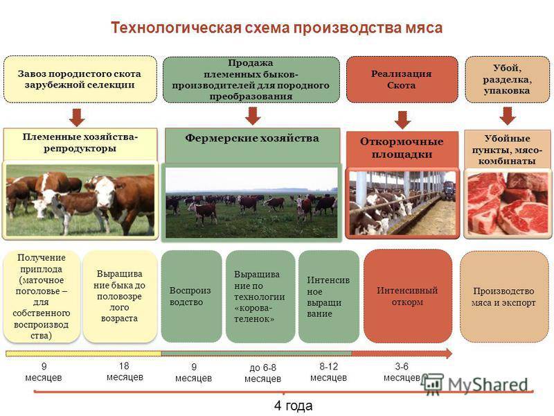 Образец бизнес-плана крупного рогатого скота