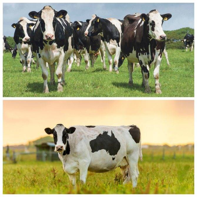 12 лучших пород коров молочного направления: самые высокоудойные, критерии выбора