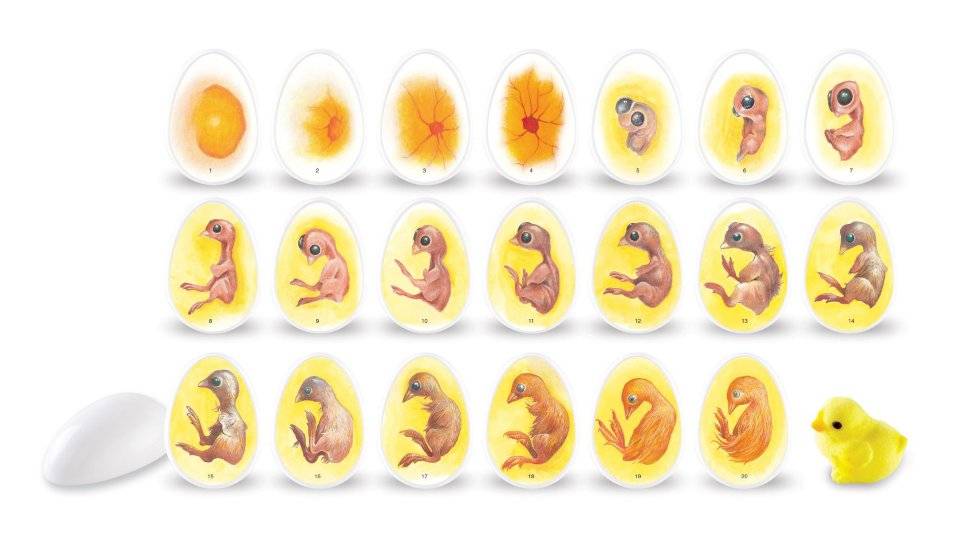 Как развивается птенец в яйце по дням. определение признаков правильного и неправильного развития цыпленка