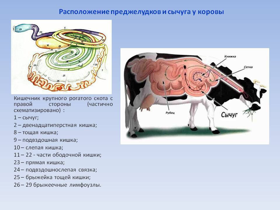 Желудок коровы: строение, отделы, особенности пищеварительной системы - домашние наши друзья