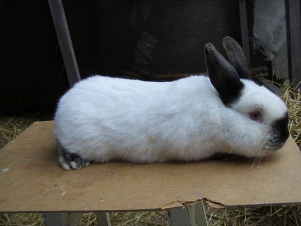 Калифорнийский кролик: описание породы и фото
