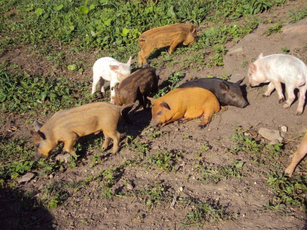 Характеристики продуктивности гибридной породы свиней Кармалы, достоинства и недостатки