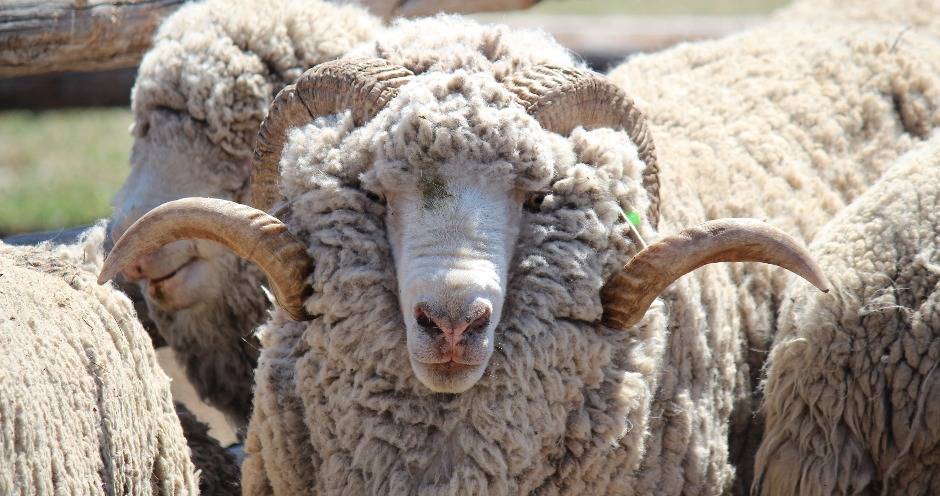Овцы мериносы: описание и характеристики