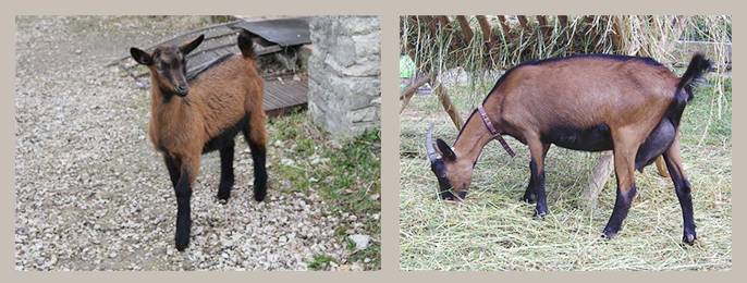 Чешская порода коз - описание, фото и видео | россельхоз.рф