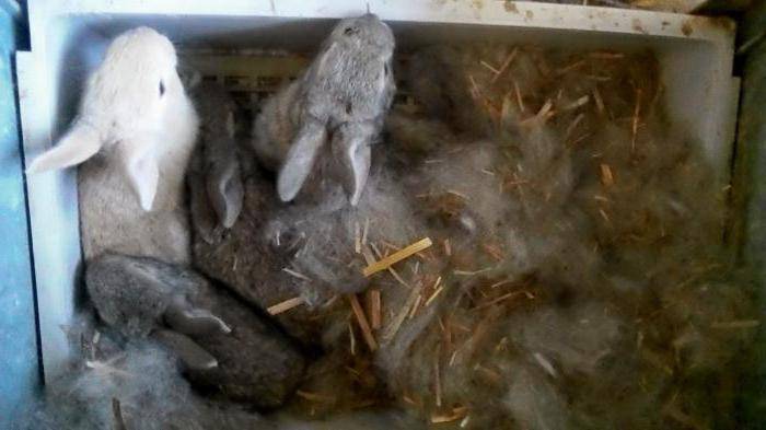 Когда отсаживают крольчат от крольчихи, в каком возрасте, когда выходят крольчата из гнезда, видео