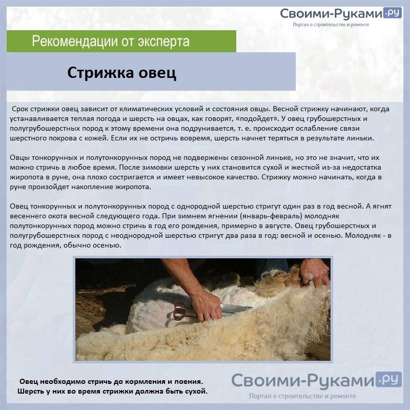Катумские овцы: описание породы, отзывы, разведение
