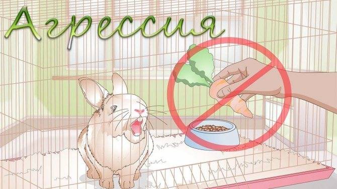 Кусаются ли декоративные кролики и почему