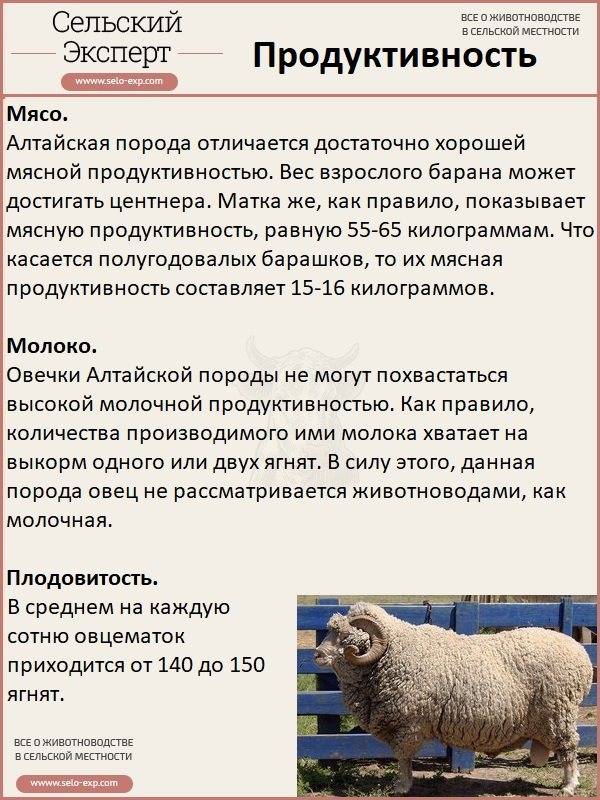 Породы овец: виды, описание, рекомендации по выбору