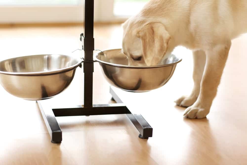 Как вкусно готовить натуралку для собаки?