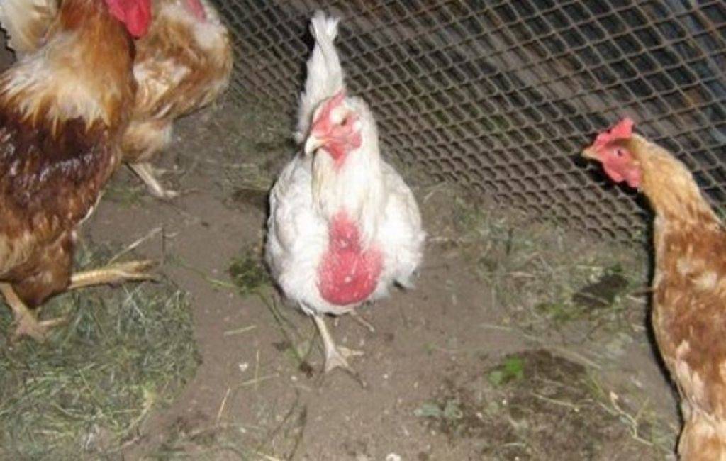 Пухопероеды у кур: как выглядит и как избавится